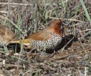 0J6A5810Nutmeg_Mannikin