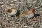 0J6A5816Nutmeg_Mannikin