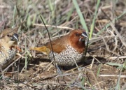 0J6A5832Nutmeg_Mannikin