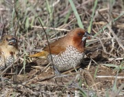 0J6A5835Nutmeg_Mannikin