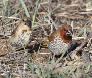 0J6A5845Nutmeg_Mannikin