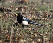 0J6A5867Yellow-Billed_Magpie