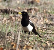 0J6A5880Yellow-Billed_Magpie