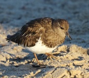 0J6A5885Black_Turnstone
