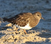 0J6A5888Black_Turnstone