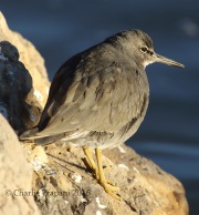 0J6A5937Wandering_Tattler