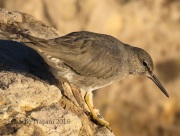 0J6A5985Wandering_Tattler