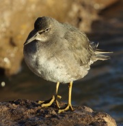 0J6A6001Wandering_Tattler