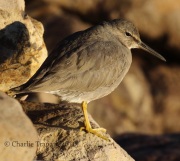 0J6A6016Wandering_Tattler