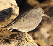 0J6A6020Wandering_Tattler