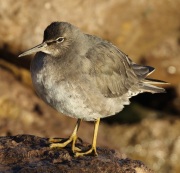 0J6A6023Wandering_Tattler