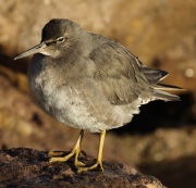 0J6A6028Wandering_Tattler