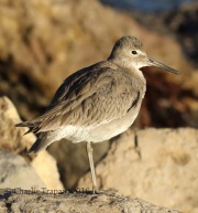 0J6A6036Willet