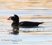 0J6A6107Surf_Scoter