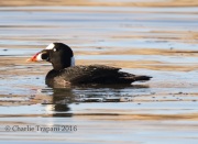 0J6A6108Surf_Scoter