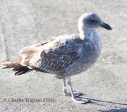 0J6A6153Western_Gull_1st_Year
