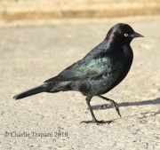 0J6A6154Brewer's_Blackbird