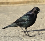0J6A6156Brewer's_Blackbird