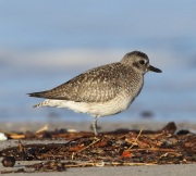 0J6A6170Black-Bellied_Plover