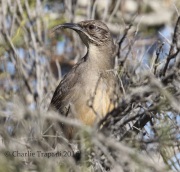 0J6A6222California_Thrasher