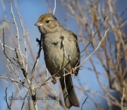 0J6A6257Golden-Crowned_Sparrow