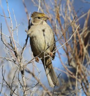 0J6A6260Golden-Crowned_Sparrow
