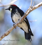 0J6A6296Acorn_Woodpecker