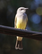 0J6A6303Cassin's_Kingbird