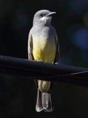 0J6A6310Cassin's_Kingbird