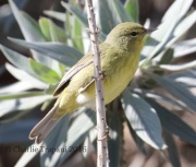 0J6A6319Orange-Crowned_Warbler