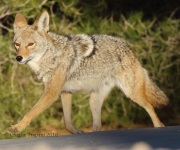 0J6A6355Coyote