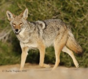 0J6A6359Coyote