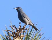 0J6A6398Pinyon_Jay