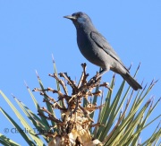 0J6A6400Pinyon_Jay