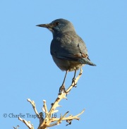 0J6A6425Pinyon_Jay