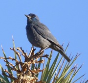 0J6A6427Pinyon_Jay