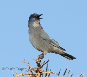 0J6A6548Pinyon_Jay