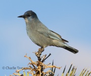 0J6A6575Pinyon_Jay