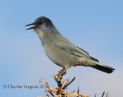 0J6A6578Pinyon_Jay