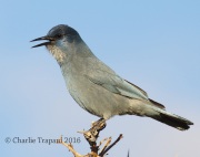 0J6A6579Pinyon_Jay