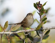 6S3A0005Golden-Crowned_Sparrow