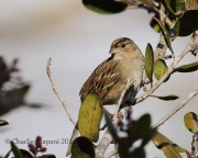 6S3A0021Golden-Crowned_Sparrow