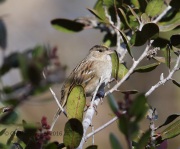 6S3A0030Golden-Crowned_Sparrow