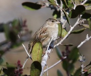 6S3A0031Golden-Crowned_Sparrow
