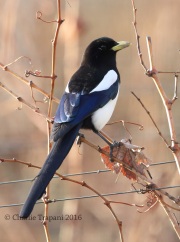 6S3A0043Yellow-Billed_Magpie