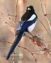 6S3A0045Yellow-Billed_Magpie