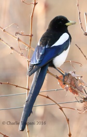 6S3A0050Yellow-Billed_Magpie