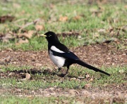 6S3A0055Yellow-Billed_Magpie