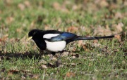 6S3A0066Yellow-Billed_Magpie