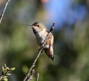 6S3A0085Allen's_Hummingbird